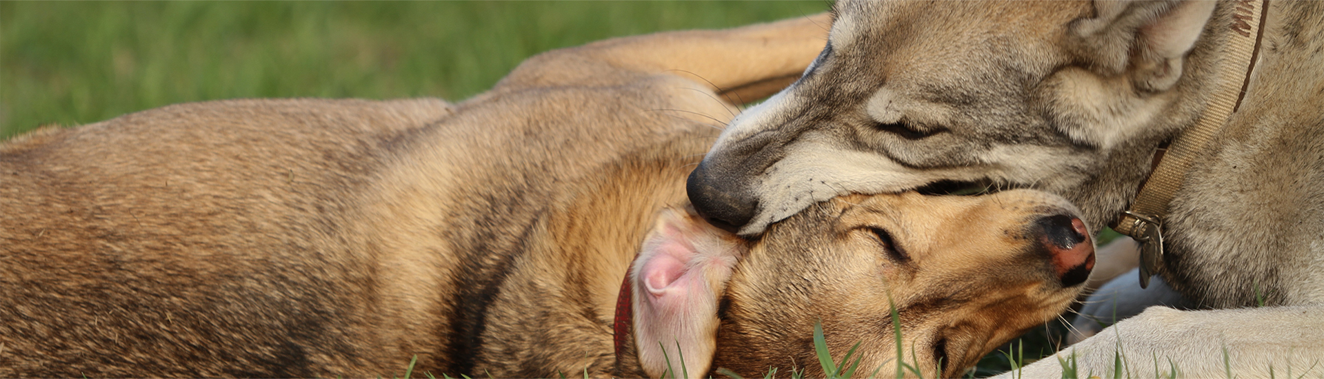Hund dominiert anderen hund