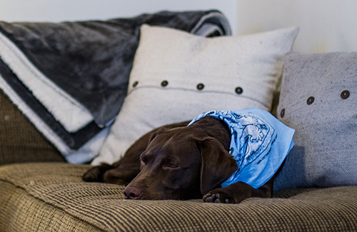 labrador liegt auf einer couch