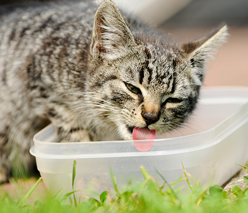 Katze trinkt aus Schälchen